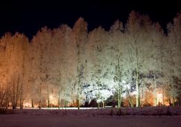 Lights in the birchen alley Picture